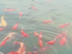 -习家池