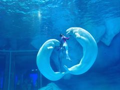 -上海海昌海洋公园