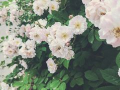 -诗经里
