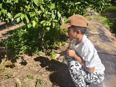 -前小桔亲子创意农场·草莓采摘·露营烧烤