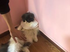 -李小姐の猫咖啡馆(五角场店)