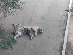 -大连森林动物园