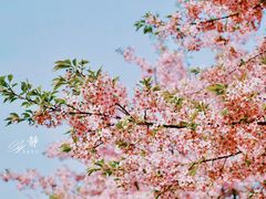 -顾村公园