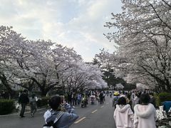 -武汉大学-樱园