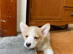 -柯斗斗主题餐厅·狗咖·围炉煮茶·茶饮(国瑞升平里店)