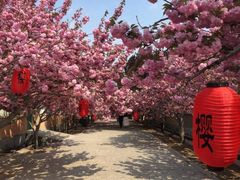 -莱阳濯村樱花园