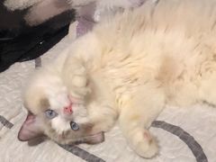 -糯米喵星人总部直营旗舰店·猫舍·幼猫出售