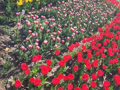 -石家庄市植物园