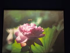 -德基艺术博物馆