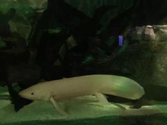 -悉尼海洋生物水族馆