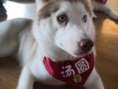 -Husky Go! 哈士奇体验馆·宠物咖啡厅狗咖