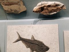 -湖南省地质博物馆