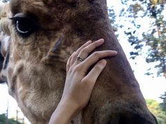 -清迈夜间动物园