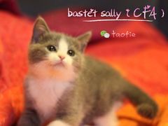 -Bastet sally猫舍购宠(静安店)
