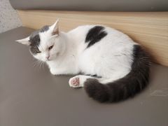 -喵园·猫主题咖啡厅·撸猫·猫咖(国贸店)