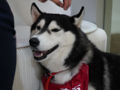 -Husky Go! 哈士奇体验馆·宠物咖啡厅狗咖