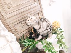 -共舞时光猫咖·狗咖(新街口店)