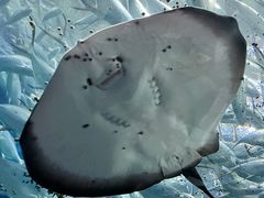 -上海海洋水族馆