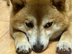 -是阿柴呀！柴犬咖啡·爱喵喵猫咖