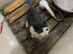 -瑞鹏瑞爱宠物医院·全科·猫科·血液透析中心(龙头寺店)