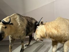 -长江文明馆
