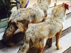 -新疆国际大巴扎