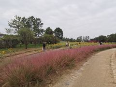 -杭州湾海上花田景区