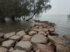 -宝安西湾红树林湿地公园