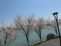 -羊山湖公园