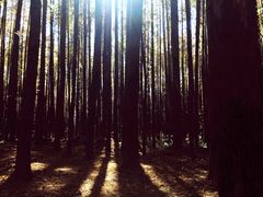 -山王坪喀斯特国家生态公园