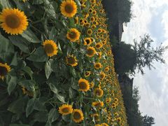 石象湖-保利石象湖景区