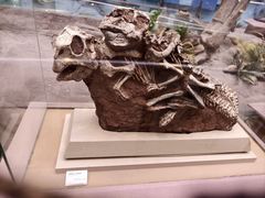 -陕西自然博物馆