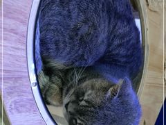 -喵园·猫主题咖啡厅·撸猫·猫咖(国贸店)