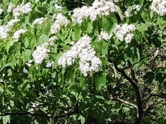 -雁荡山三折瀑景区