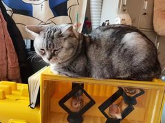 -平行世界·猫咖(首经贸店)