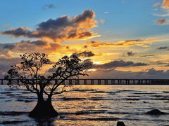 -宝安西湾红树林湿地公园