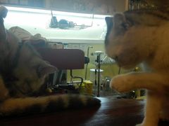 -猫色咖啡·猫咖