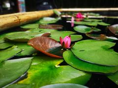 -陈家山荷花公园