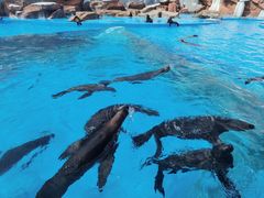 -上海海昌海洋公园