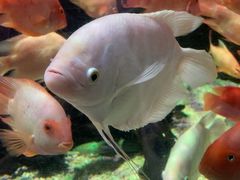 -太平洋海底世界