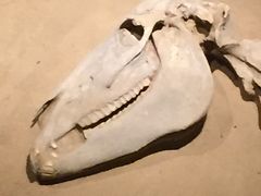 -洛阳周王城天子驾六博物馆