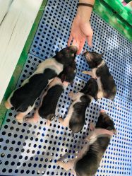 -萌宠亲子动物乐园(槐房万达店)