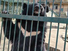 -栾川竹海野生动物园