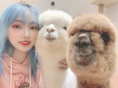 -猫色咖啡·猫咖
