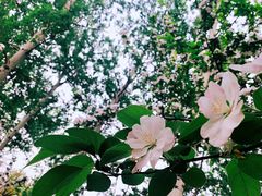 -海棠花溪(元大都城垣遗址公园)