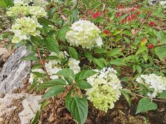 -武陵山森林公园