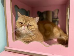 -猫小院猫主题餐厅(三里屯店)