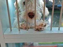 -FAELING PETS美天灵宠物(合生汇店)