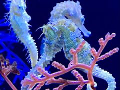 -上海海洋水族馆