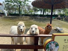 -盈香心动乐园